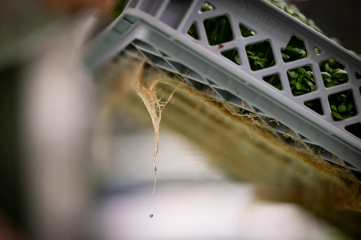 Man sieht Wurzeln, die aus einem Tray rauswachsen.